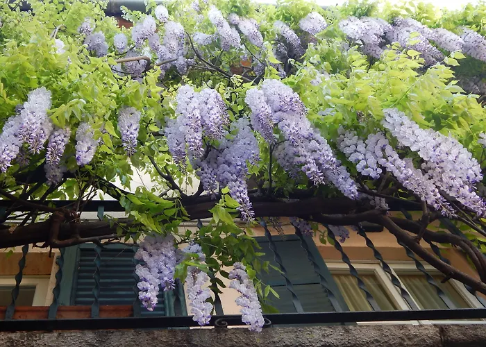 Mamma Ciccia